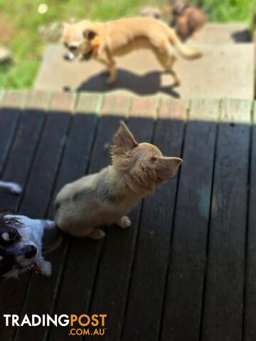 purebreed   chihuahua pups