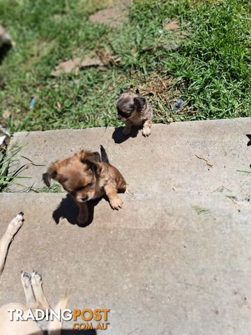 purebreed   chihuahua pups