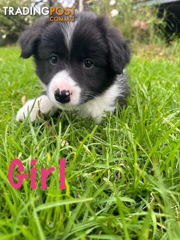 🐾Pure Bred Border Collie Puppies🐾