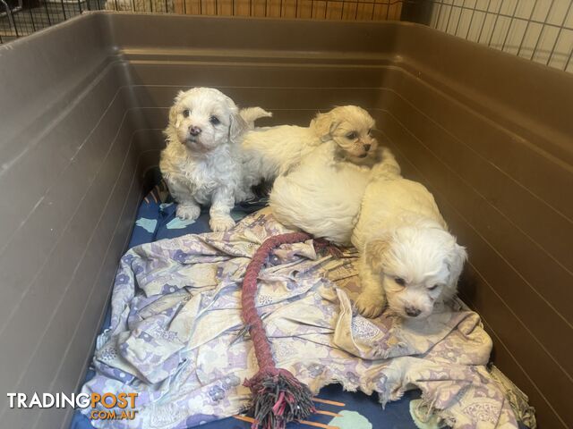 Maltese Shih Tzu Puppies