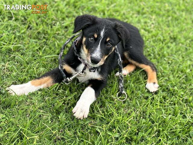 Working Dog Kelpie x Collie Puppies