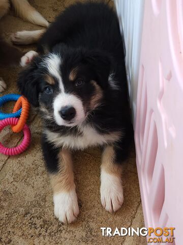 Border collie pups