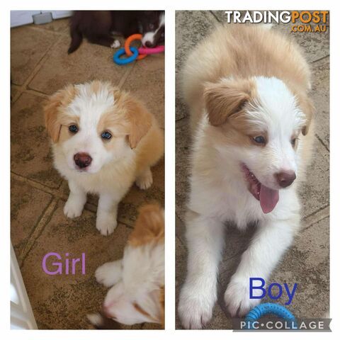 Border collie pups