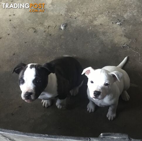 Pure English Staffy pups