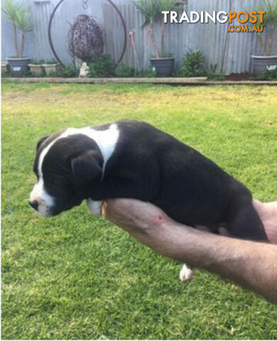 Pure English Staffy pups