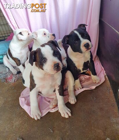 Pure English Staffy pups ONLY 2 LEFT