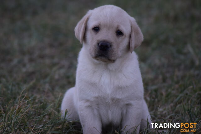 Purebred Labrador Pup Available 30/12