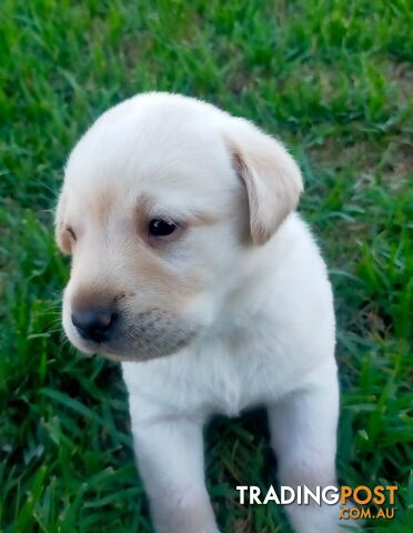 Purebred Labrador Pup Available 30/12