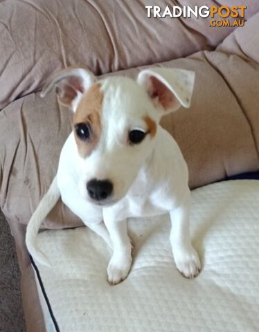 Rehoming Sweet Female Jack Russell 2yrs old