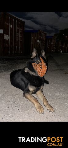 German shepherd STUD