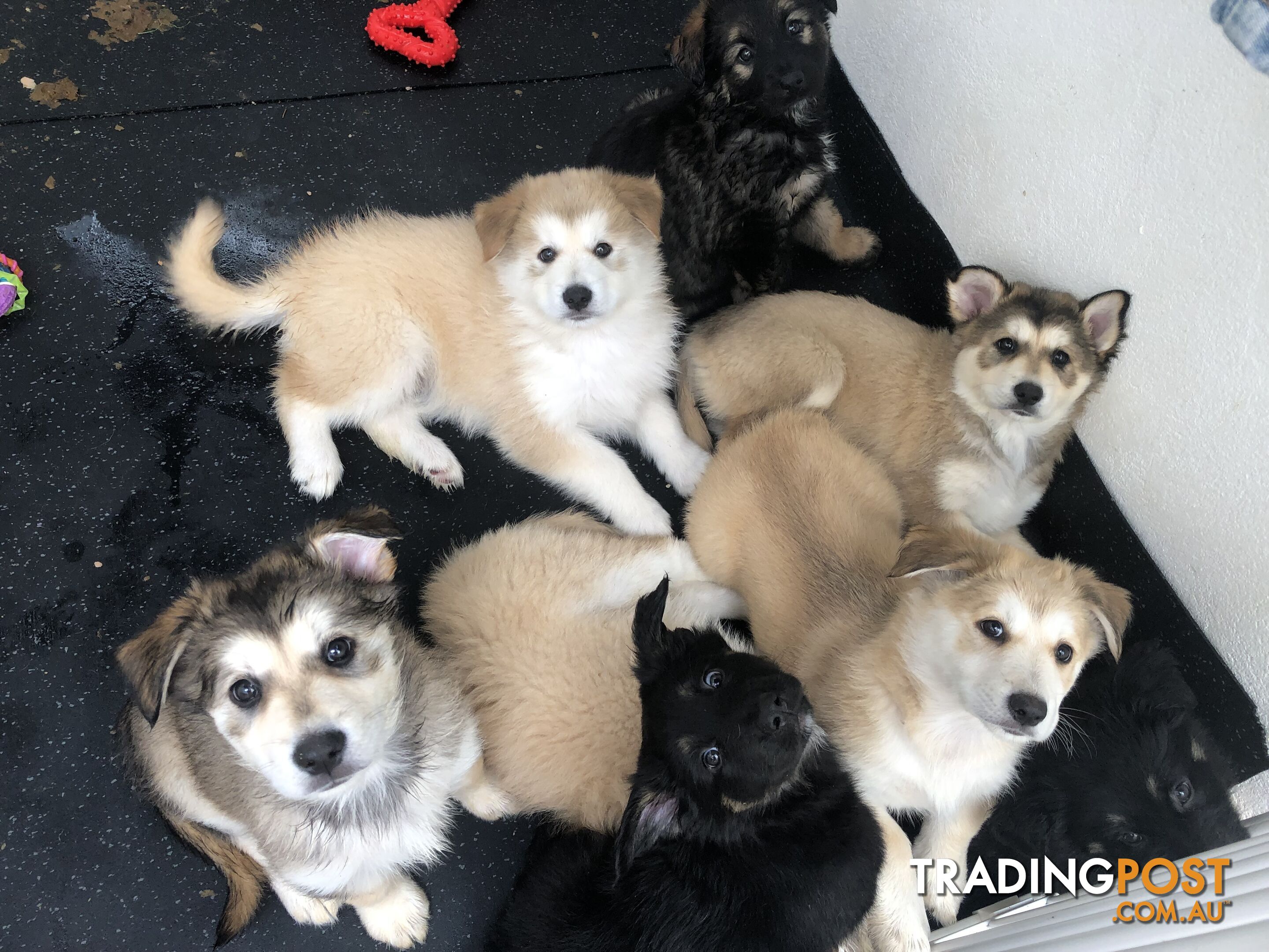  Alaskan Malamute x German Shepherd Ready for Their new Homes!