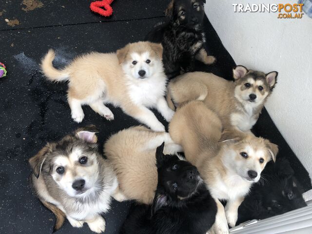 Alaskan Malamute x German Shepherd Ready for Their new Homes!