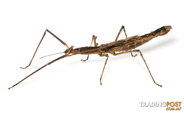 stick insects instore now