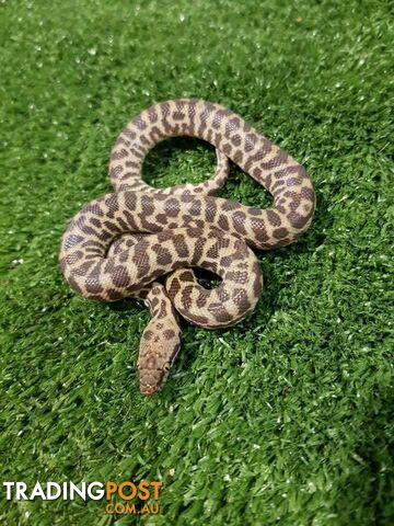 Reptiles reptiles and more reptiles - photo 5 of 5