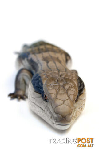 Reptiles reptiles and more reptiles - photo 3 of 5