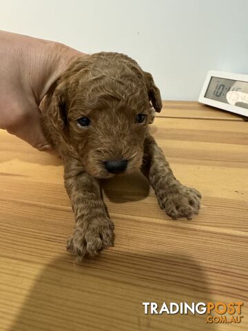 poodle puppy for sale