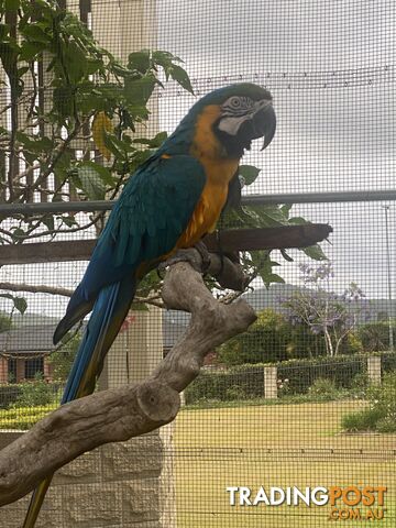 Blue & Gold Macaw