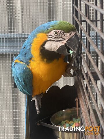 Blue & Gold Macaw