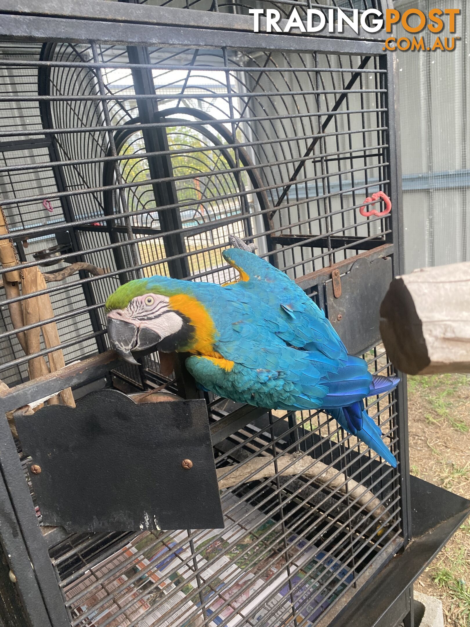 Blue & Gold Macaw