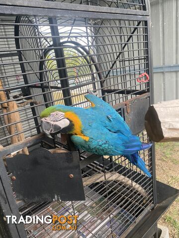 Blue & Gold Macaw