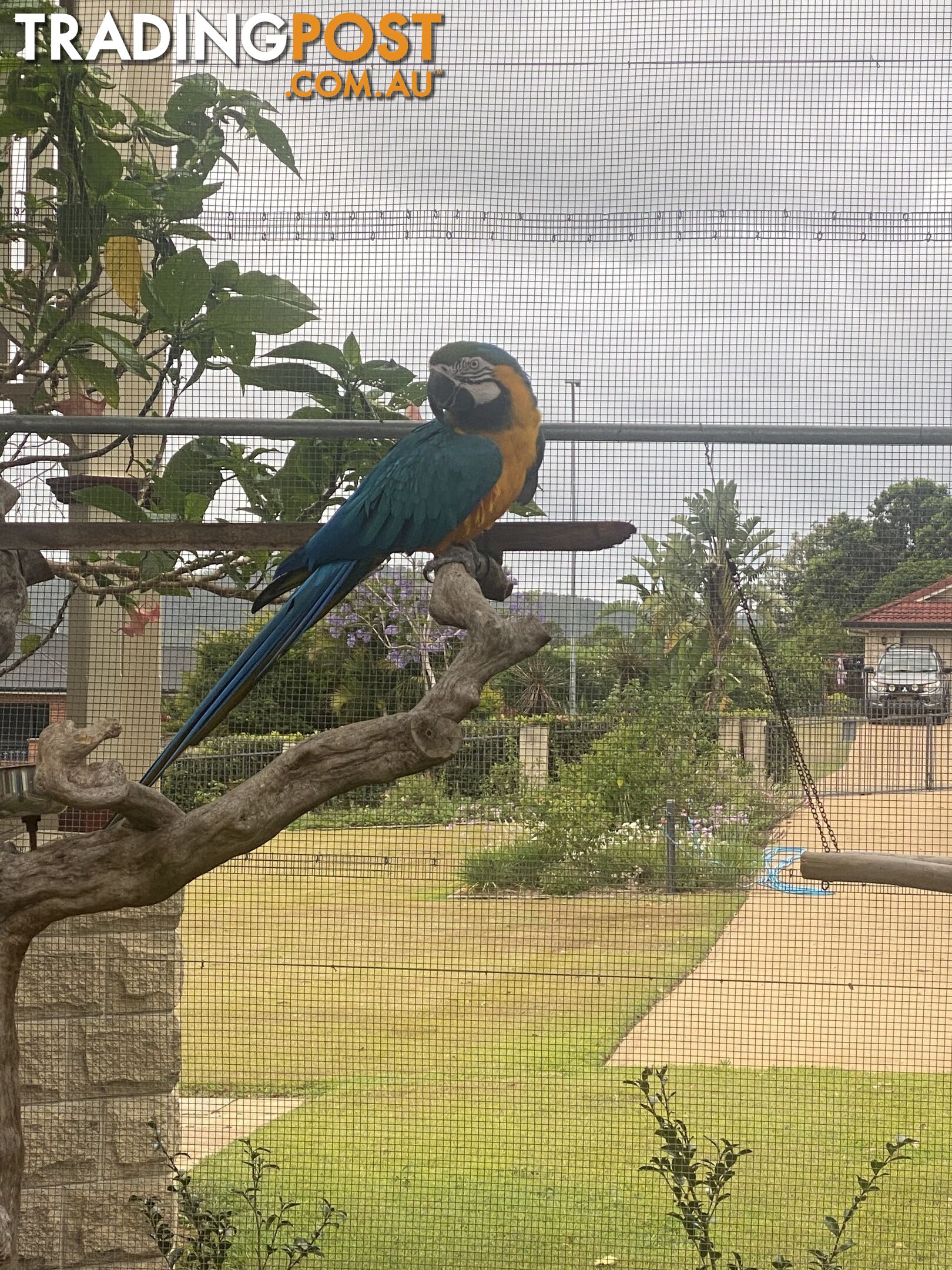 Blue & Gold Macaw