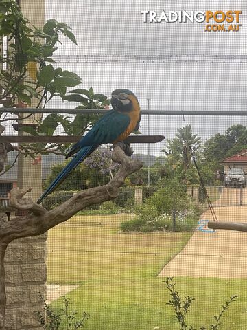 Blue & Gold Macaw