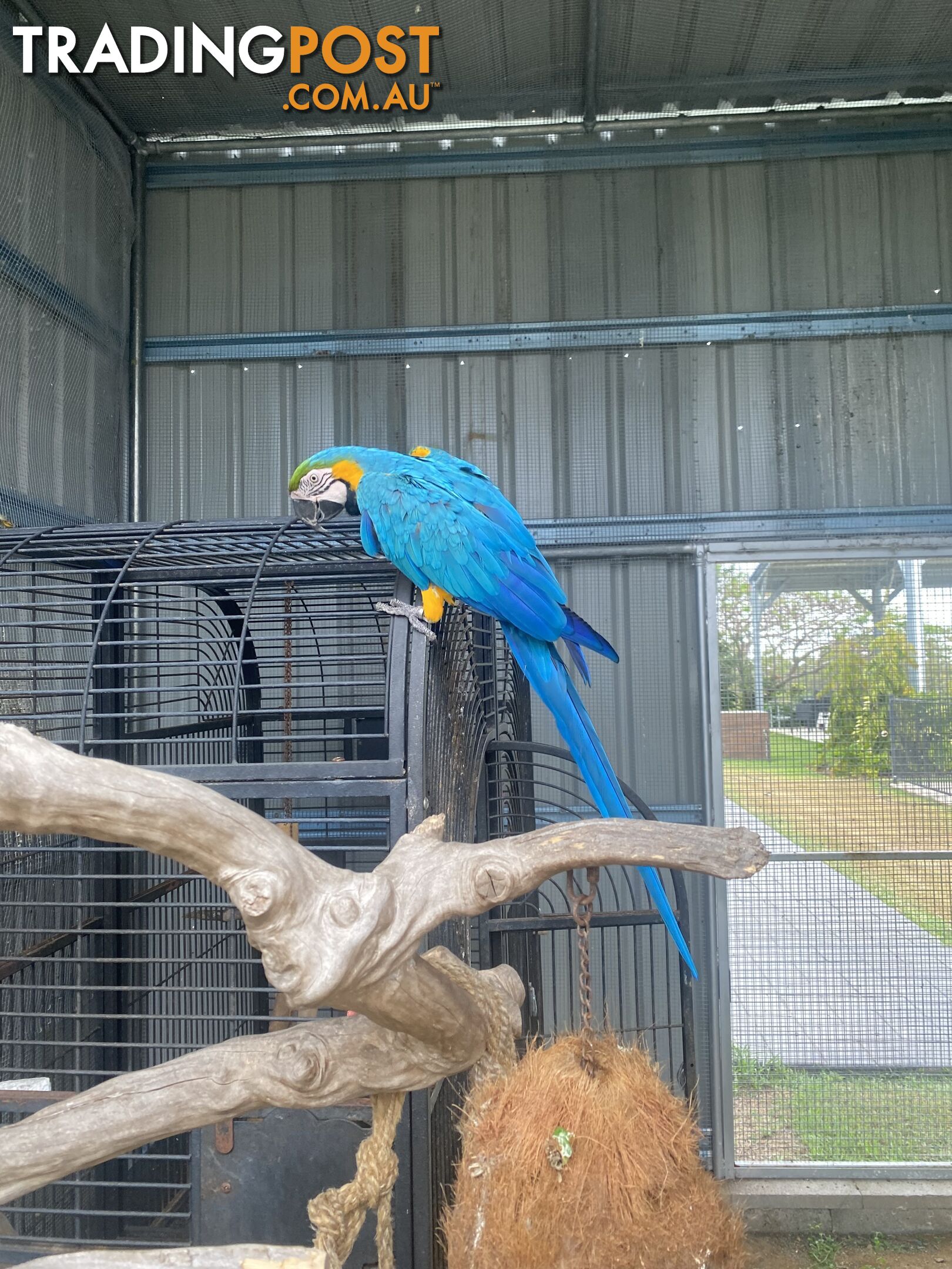 Blue & Gold Macaw