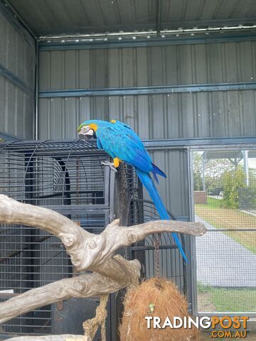 Blue & Gold Macaw