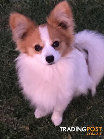 male Papillon puppy 6mths old