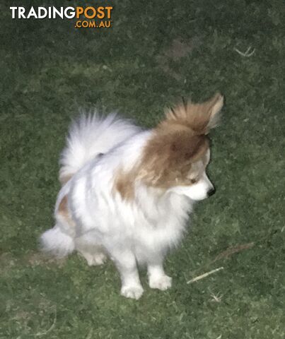 male Papillon puppy 6mths old