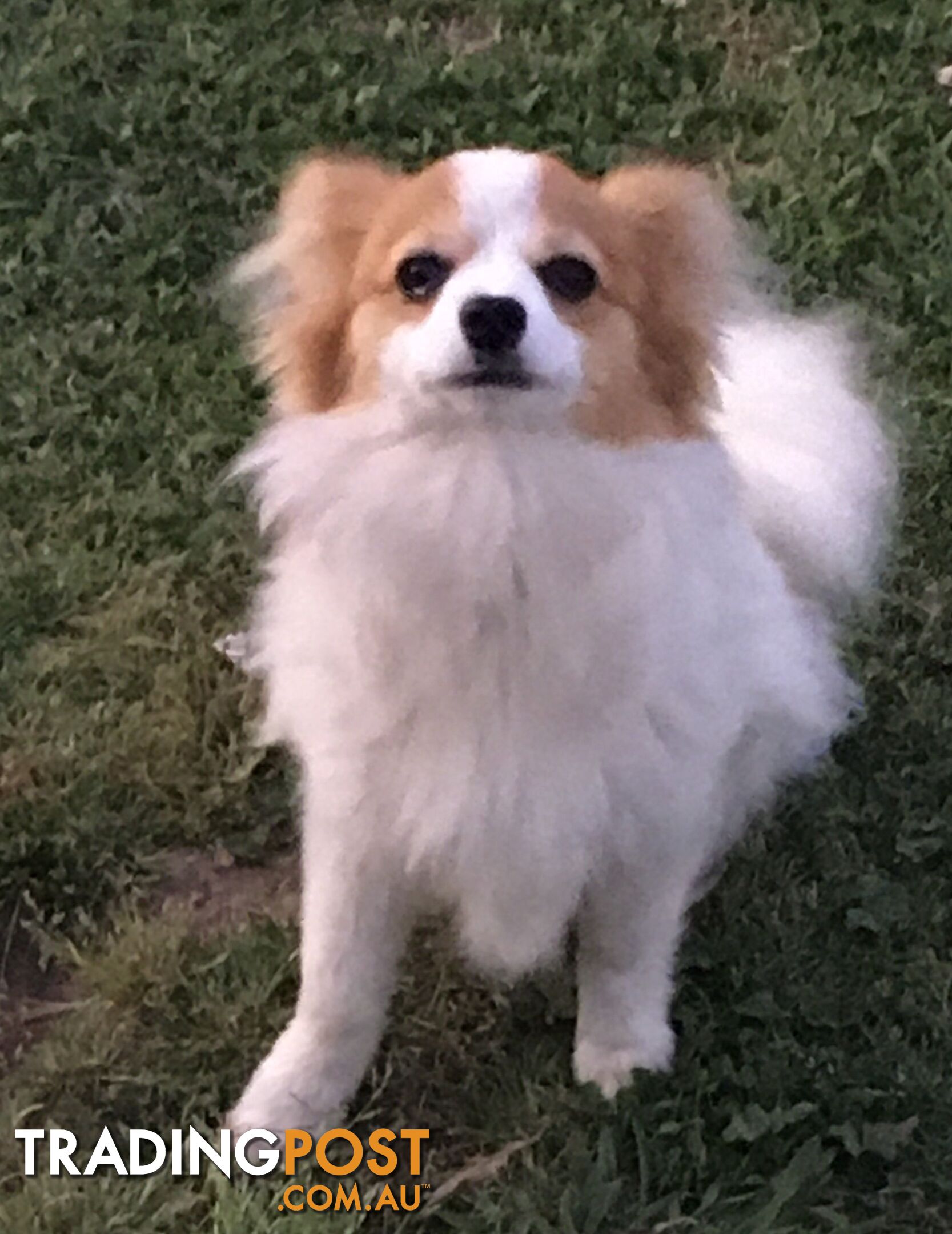 male Papillon puppy 6mths old