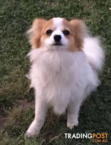 male Papillon puppy 6mths old