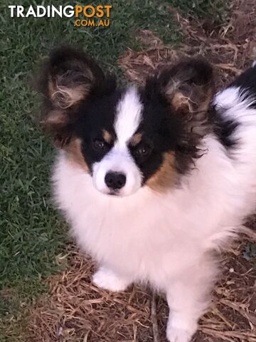 2 x male Papillon puppies 6mths old