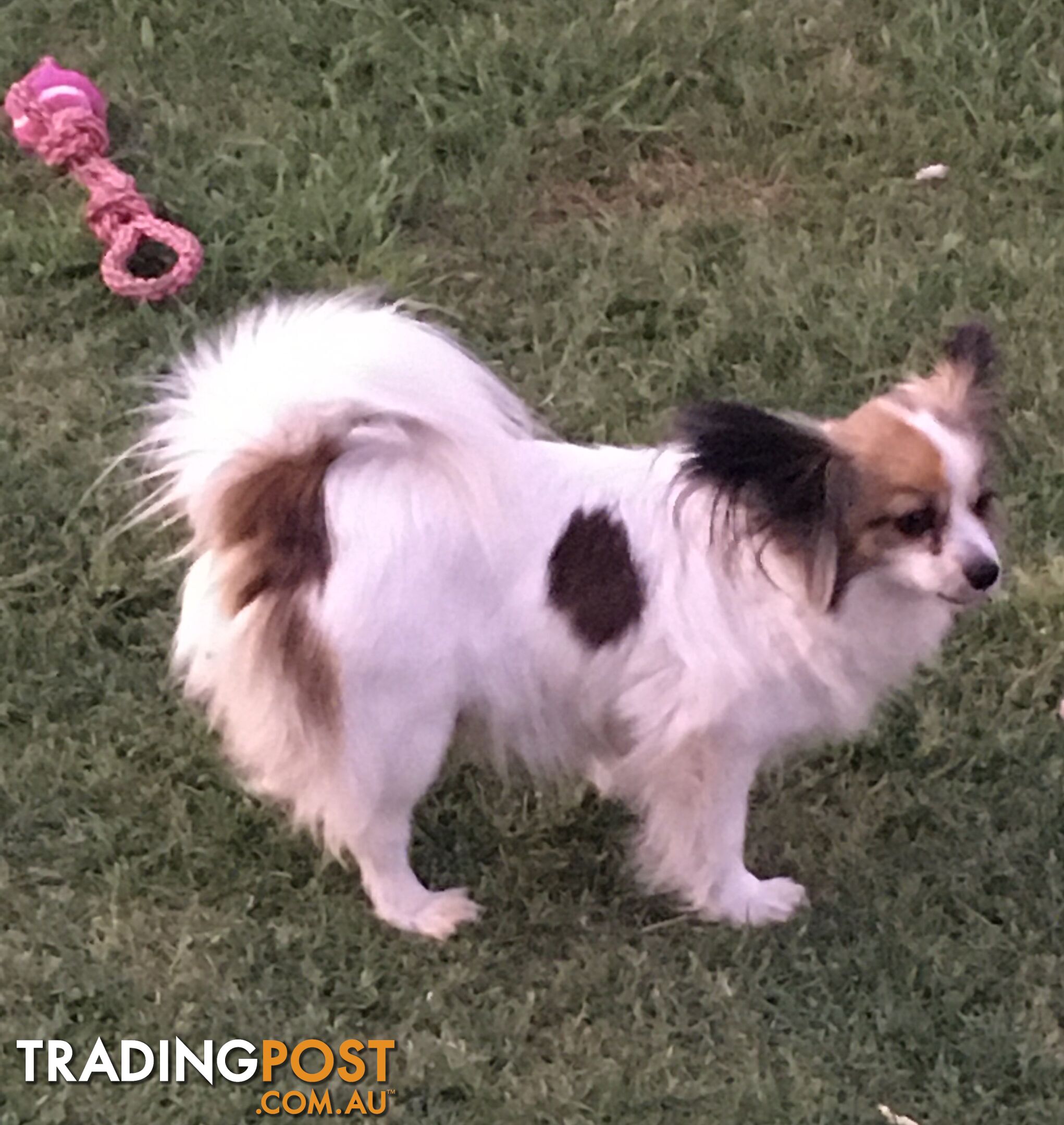 male Papillon puppy 6mths old