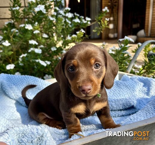 Miniature Dachshund Purebred Boys