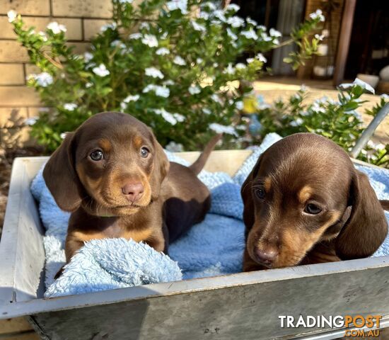 Miniature Dachshund Purebred Boys