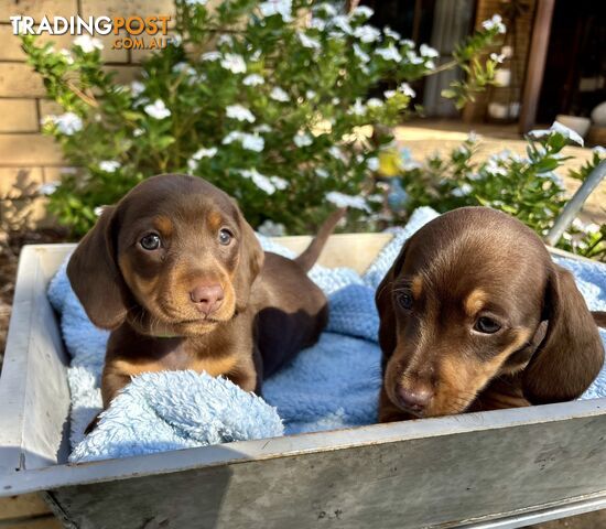 Miniature Dachshund Choc and Tan Purebred Boy