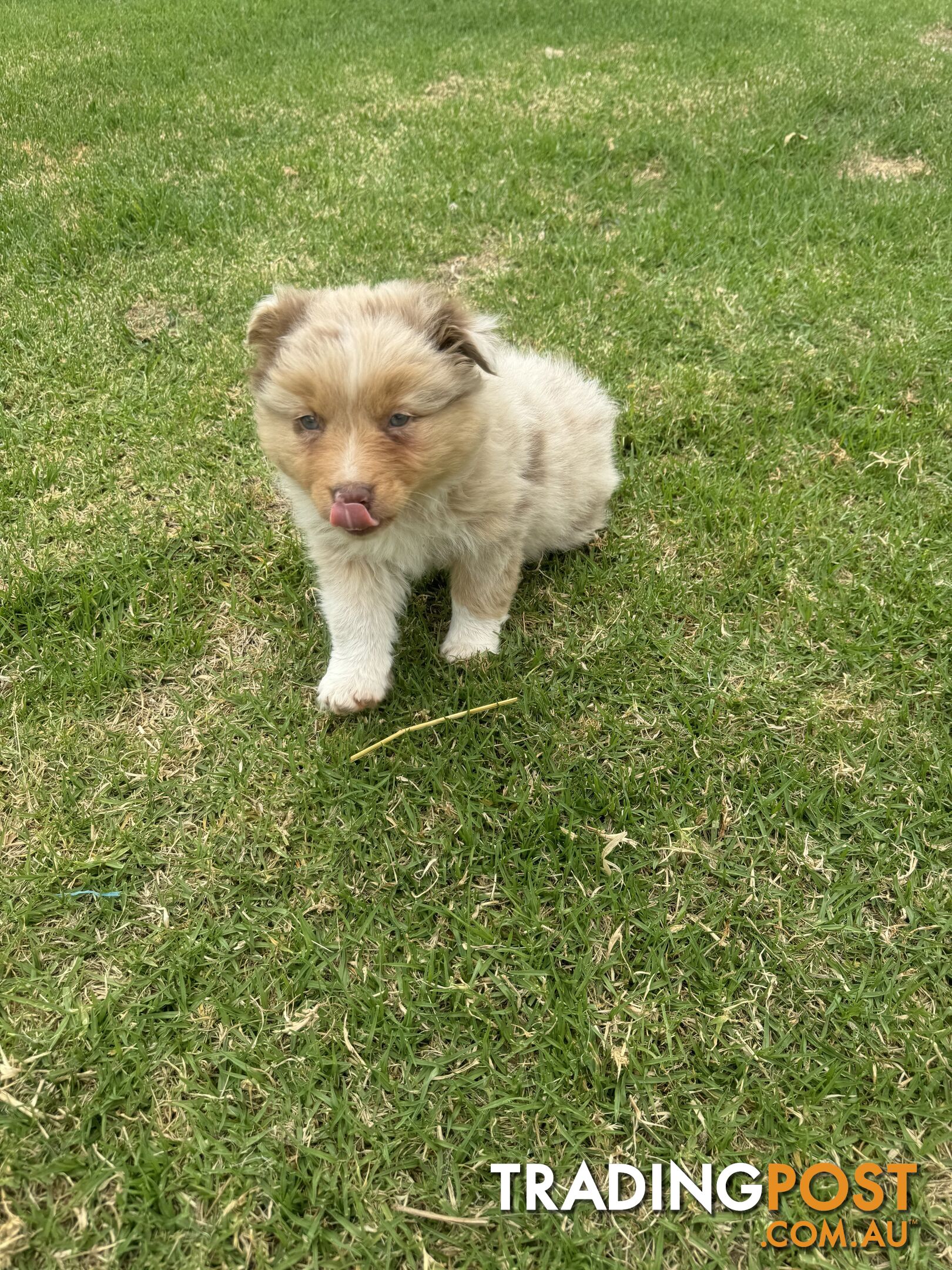 Pure Australian shepherd