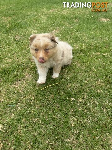 Pure Australian shepherd