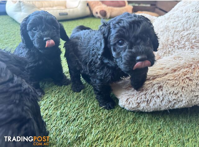 EXOTIC MIDNIGHT BLACK CAVOODLE PUPPIES