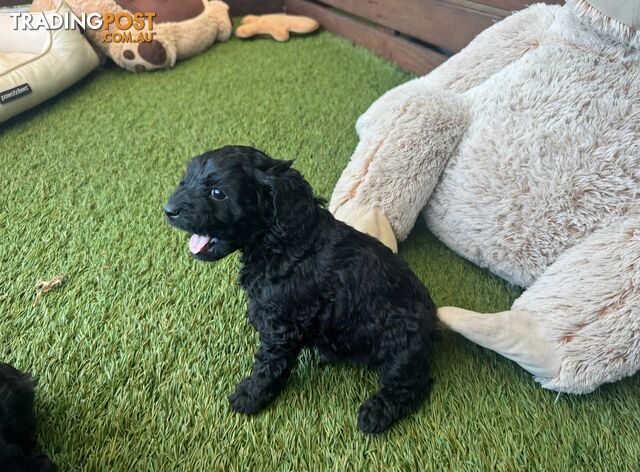 EXOTIC MIDNIGHT BLACK CAVOODLE PUPPIES  - photo 5 of 9