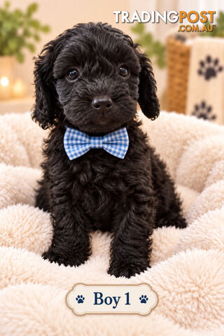 EXOTIC MIDNIGHT BLACK CAVOODLE PUPPIES  - photo 2 of 9