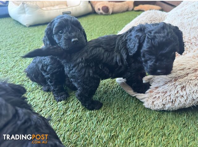 EXOTIC MIDNIGHT BLACK CAVOODLE PUPPIES  - photo 4 of 9