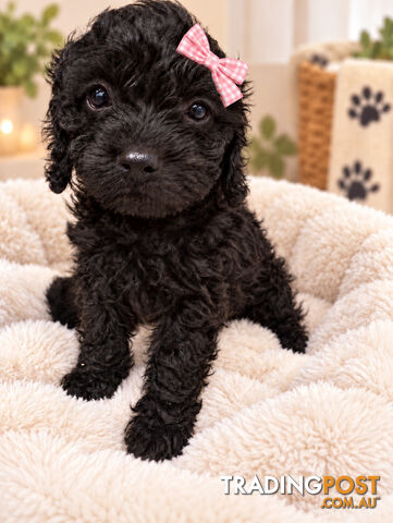 EXOTIC MIDNIGHT BLACK CAVOODLE PUPPIES