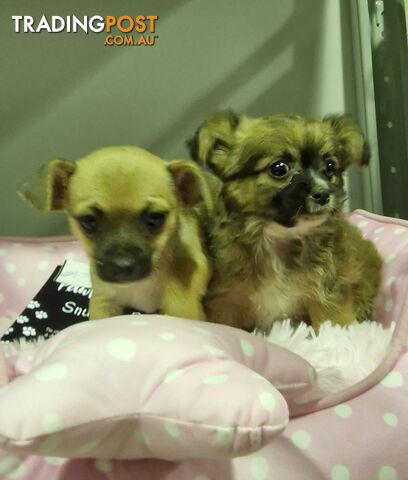 ADORABLE SPUNKY CHIHUAHUA PUPPIES