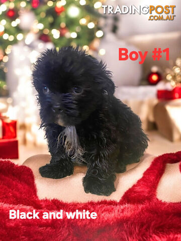 ADORABLE CHOCOLATE MALTESE X SHIHTZU PUPPIES COMING SOON!!!!