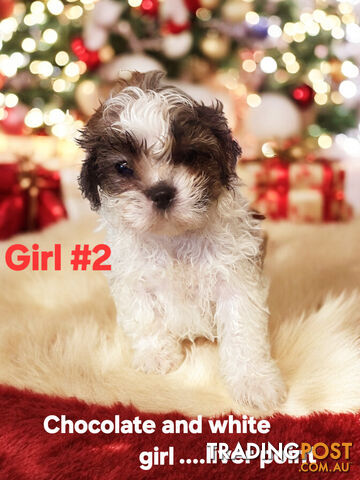 ADORABLE CHOCOLATE MALTESE X SHIHTZU PUPPIES COMING SOON!!!!