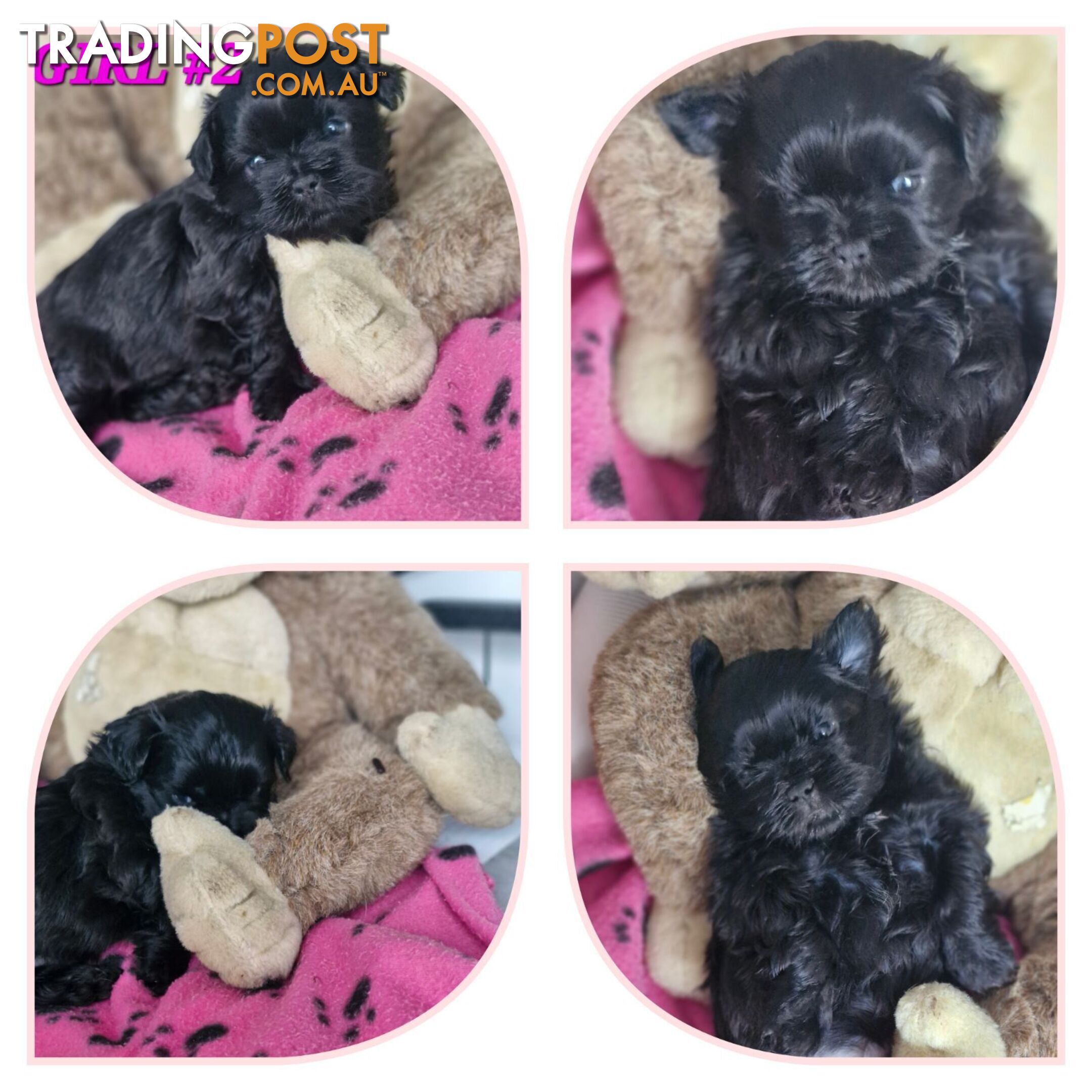 ABSOLUTELY ADORABLE CHOCOLATE LIVER & BLACK  PUREBRED SHIHTZU PUPPIES COMING SOON!!!