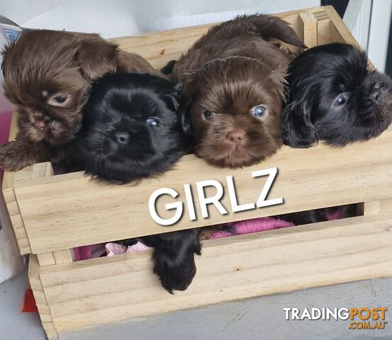 ABSOLUTELY ADORABLE CHOCOLATE LIVER & BLACK  PUREBRED SHIHTZU PUPPIES