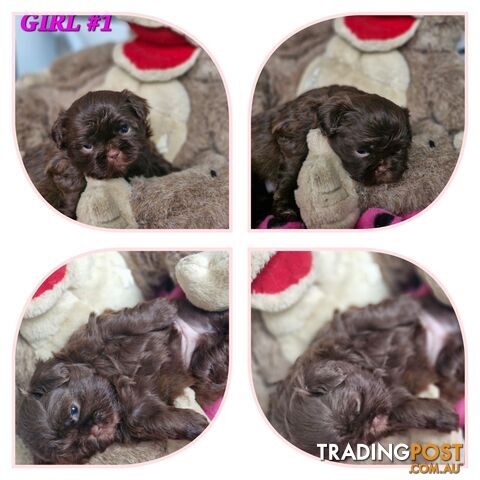 ABSOLUTELY ADORABLE CHOCOLATE LIVER & BLACK  PUREBRED SHIHTZU PUPPIES COMING SOON!!!
